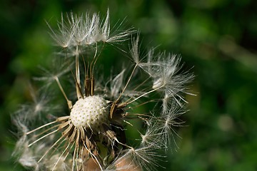 Image showing Dandelion