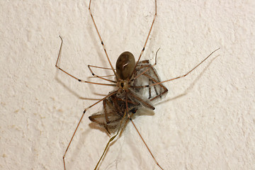 Image showing spider in its web