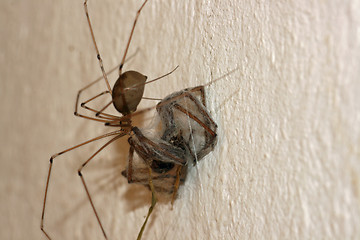 Image showing spider in its web