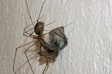 Image showing spider in its web