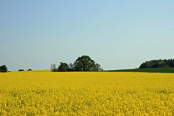 Image showing Yellow meadow in summer