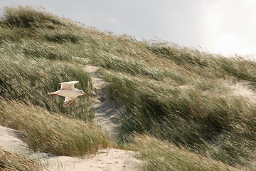 Image showing nice gull 