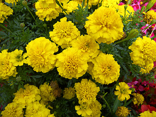 Image showing summer flowers 