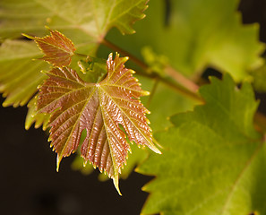 Image showing young grape vine