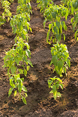 Image showing paprika plants
