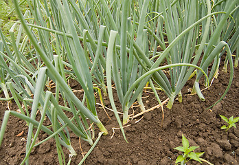 Image showing onion garden