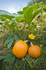 Image showing Pumpkins