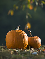 Image showing Pumpkins