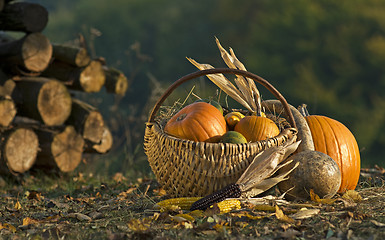 Image showing Pumpkins