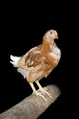 Image showing Chicken