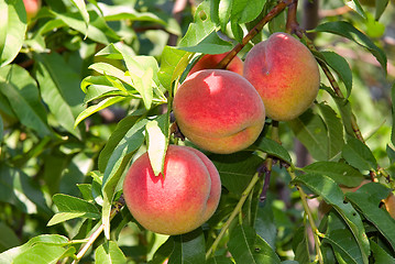 Image showing Peaches