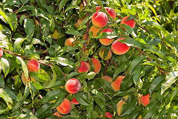 Image showing Peaches