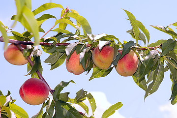 Image showing Peaches