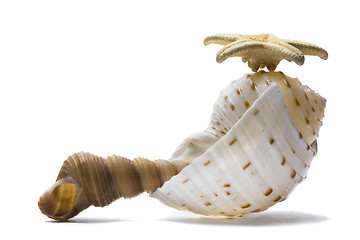 Image showing Seashell Still Life