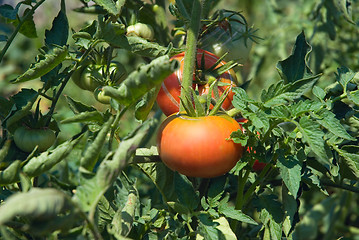 Image showing Tomato