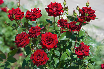 Image showing Bush of roses