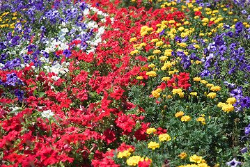 Image showing Flower glade