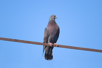 Image showing Pigeon