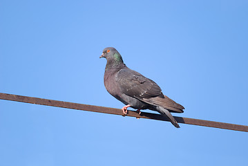 Image showing Pigeon