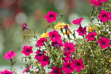Image showing Red flowers (petunia)