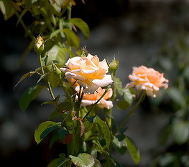 Image showing Yellow roses