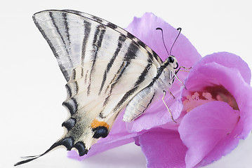 Image showing The butterfly