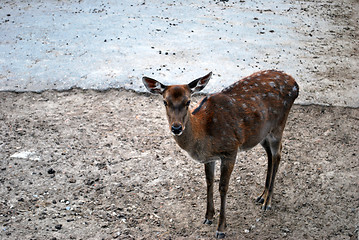 Image showing Losted Deer