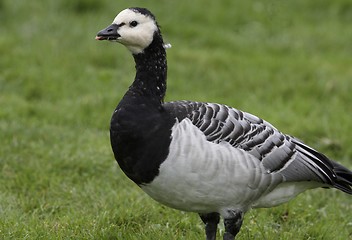 Image showing Barnacle Goose. 