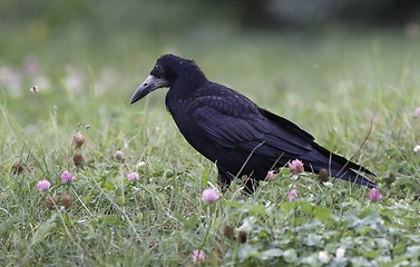 Image showing Rook