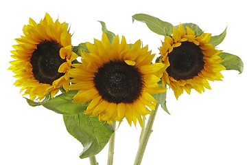 Image showing Sunflowers