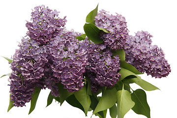 Image showing Syringa