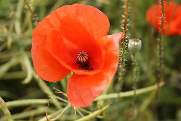 Image showing Poppy