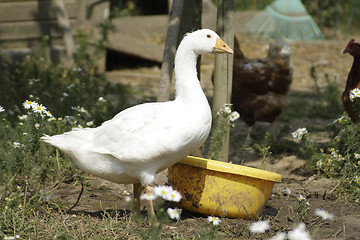 Image showing Goose