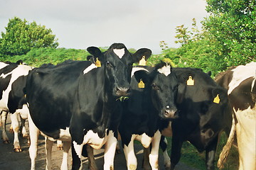 Image showing cows