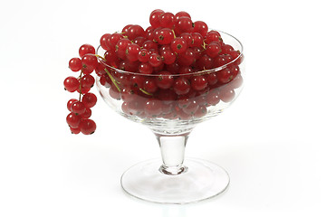 Image showing Red currants