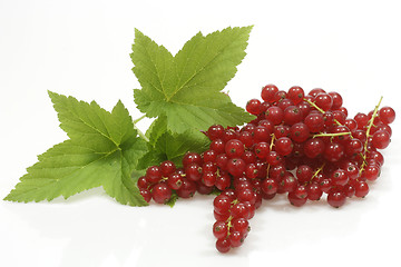 Image showing Red currants