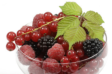 Image showing Berries