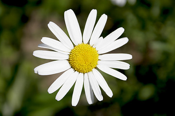 Image showing Daisy