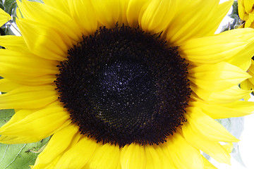 Image showing Sunflower