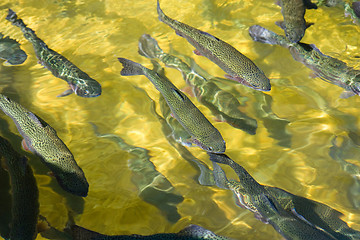 Image showing trout