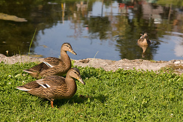 Image showing ducks by the pond