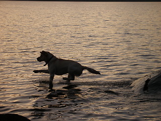 Image showing dog on the water