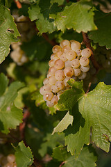 Image showing wine grape