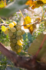 Image showing green grapes