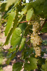 Image showing green grapes