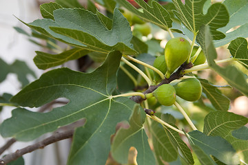 Image showing fig tree