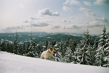 Image showing dog on the snow