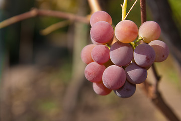 Image showing vine grape rose