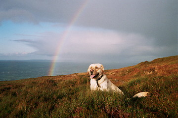 Image showing dog with rainbow