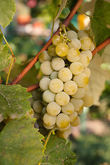 Image showing green grapes